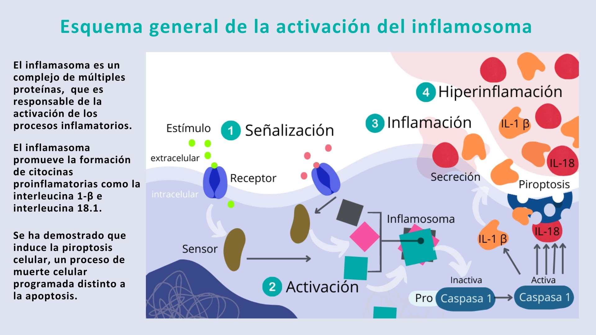Esquema general de la activación del inflamosoma (1)