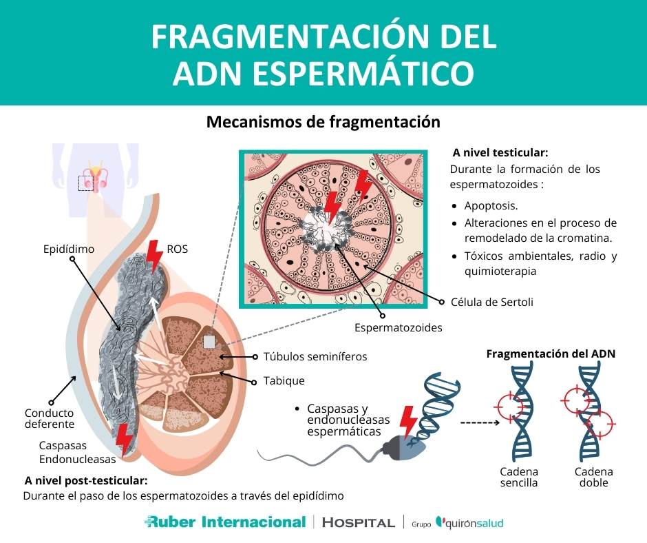Fragmentacion de DNA espermatico
