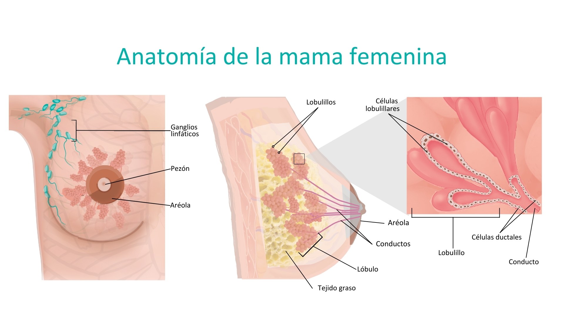 Anatomia de la mama